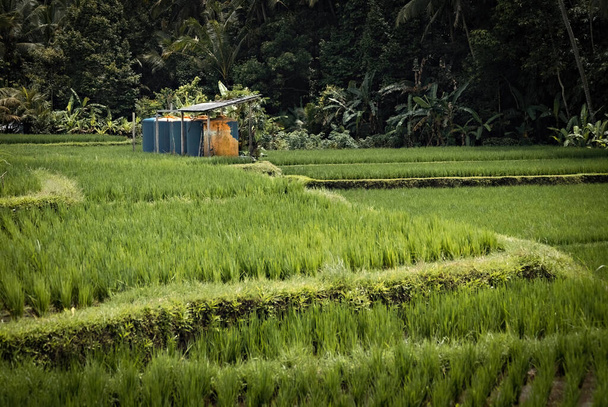 Rice field close up in Bali, Indonesia - 写真・画像