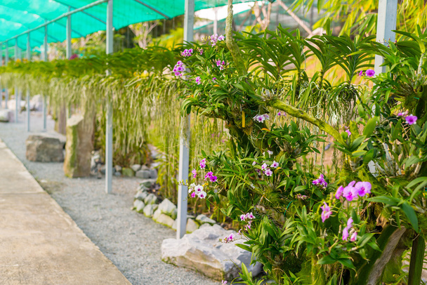 Jardin d'orchidée
 - Photo, image