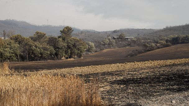 hegyvidéki terület a tűz után, az érintett búzamező - Fotó, kép