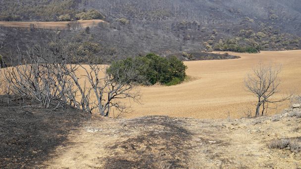 mountainous area after a fire, burnt trees and a surviving wheat field - Foto, Imagen