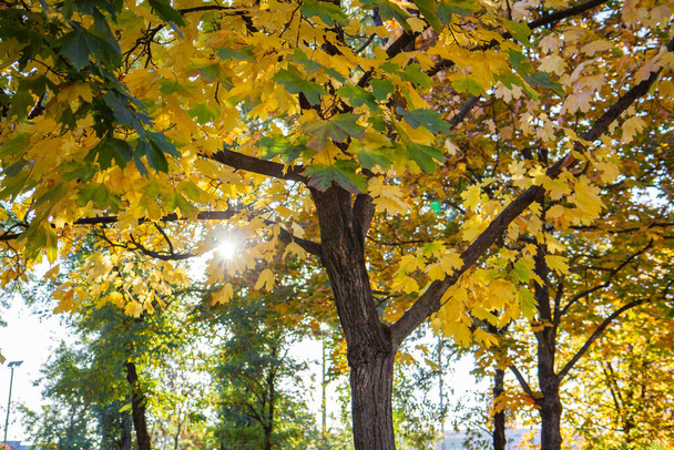 automne, branches d'arbres avec des feuilles jaunes contre le ciel et le coucher du soleil - Photo, image