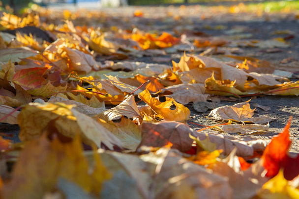 Feuilles jaunes d'automne sur la route
 - Photo, image