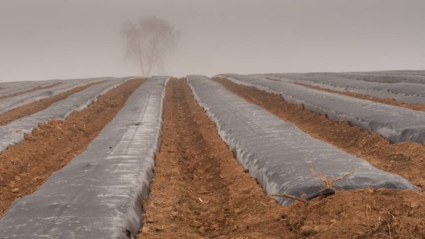 Черная пластиковая мульча покрывает ряды посевов туманным утром. - Фото, изображение