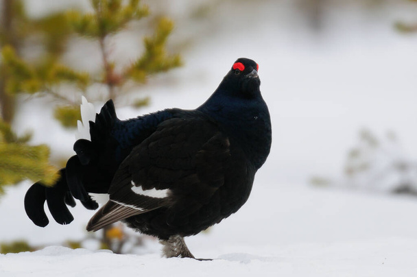 Black grouse make courtship display on snow, swedish forest, spring, (tetrao tetrix) - Photo, Image