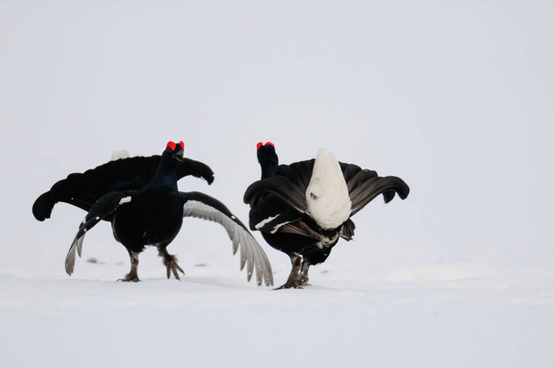 Black grouse cock fighting on snow in the swedish forest, spring, (tetrao tetrix) - Photo, Image