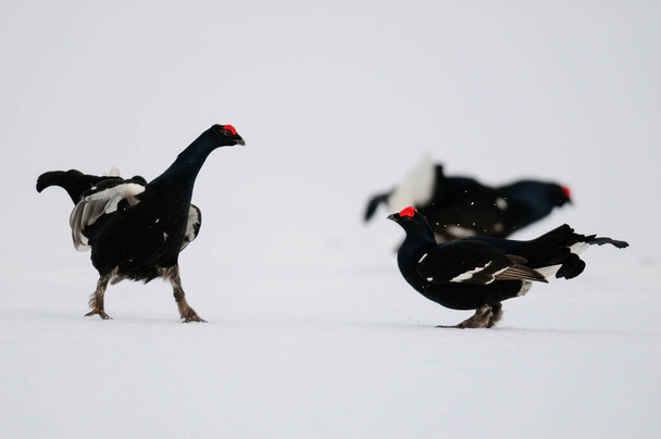 Black grouse cock fighting on snow in the swedish forest, spring, (tetrao tetrix) - Photo, Image