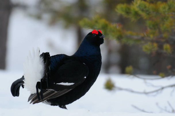 Black grouse make courtship display on snow, swedish forest, spring, (tetrao tetrix) - Photo, Image