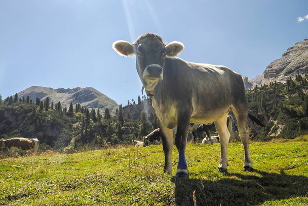 retrato de vaca de cerca mirándote en las montañas de dolomitas - Foto, imagen