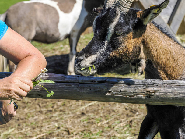 Bir keçinin elini okşayarak. - Fotoğraf, Görsel