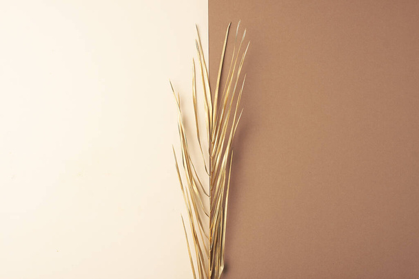 Trooppinen luonnollinen tausta palmu lehtiä pastelli beige ja ruskea. Tasainen lay, kopioi tilaa - Valokuva, kuva