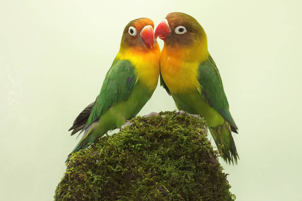 A pair of lovebirds are foraging on moss-covered ground. This bird which is used as a symbol of true love has the scientific name Agapornis fischeri. - Zdjęcie, obraz