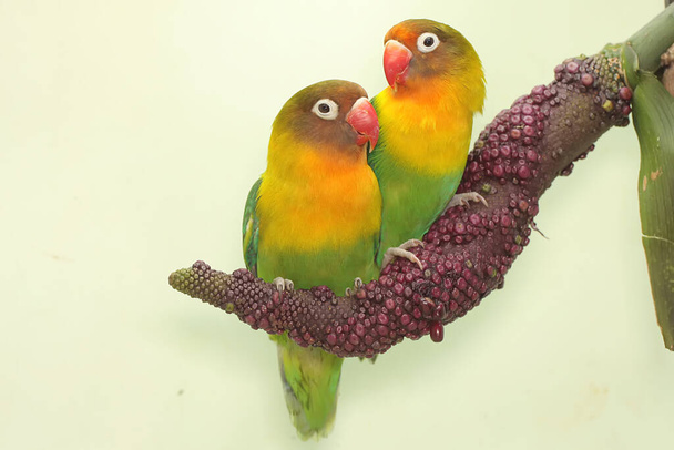 Um par de pombinhos estão empoleirados na trama da flor de antúrio. Este pássaro que é usado como um símbolo do amor verdadeiro tem o nome científico Agapornis fischeri. - Foto, Imagem
