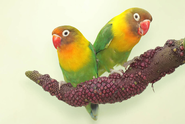 Пара голубих пташок сидить на гілці квітки антуріуму. Цей птах, який використовується як символ справжнього кохання, має наукову назву Agapornis fischeri.. - Фото, зображення