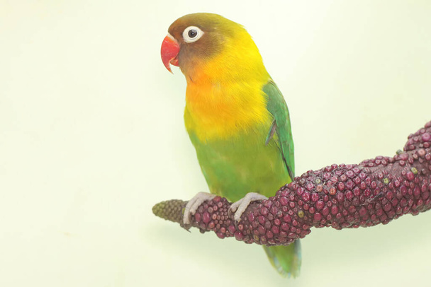 Ένα πιτσουνάκι είναι σκαρφαλωμένο στο άνθος του ανθουρίου. Αυτό το πουλί που χρησιμοποιείται ως σύμβολο της αληθινής αγάπης έχει το επιστημονικό όνομα Agapornis fischeri. - Φωτογραφία, εικόνα