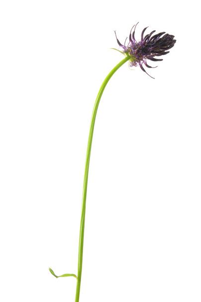 Rampión negro (Phyteuma nigrum
) - Foto, imagen