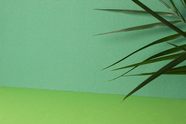 Fondo tropical con hoja de palma sobre verde. Cerrar, copiar espacio - Foto, imagen