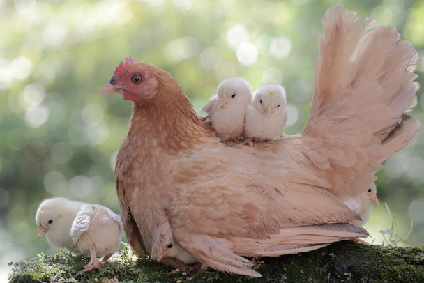 Una gallina adulta che riposa con i suoi pulcini su una roccia ricoperta di muschio. Questo animale ha il nome scientifico Gallus gallus domesticus. - Foto, immagini