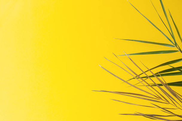 Tropical background with palm leaf on yellow. Close up, copy space - Foto, imagen