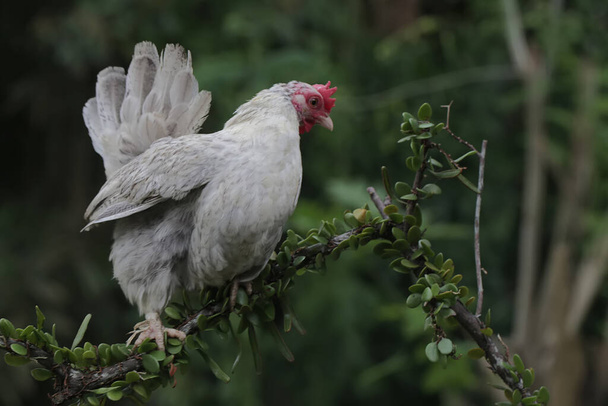 Une poule adulte se perche sur une branche d'arbre envahie de vignes. Cet animal a le nom scientifique Gallus gallus domesticus. - Photo, image