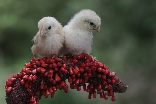 Two chicks are perched on the weft of an anthurium. This animal has the scientific name Gallus gallus domesticus. - Photo, Image