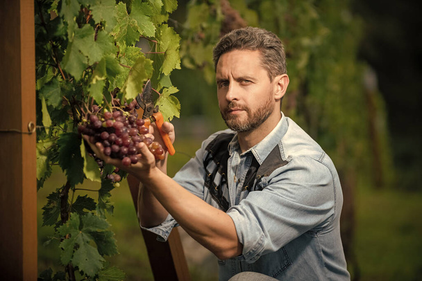 grapevine cut by guy with scissors, farming. - Фото, изображение
