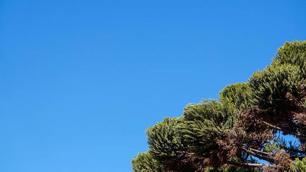 blue sky background with a green araucaria (Araucaria angustifolia) on one corner - Photo, Image