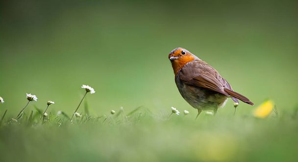 European Robin Erithacus rubecula. Oranžovohnědý pták na zelené trávě na jasně zeleném pozadí. stáhnout obrázek - Fotografie, Obrázek