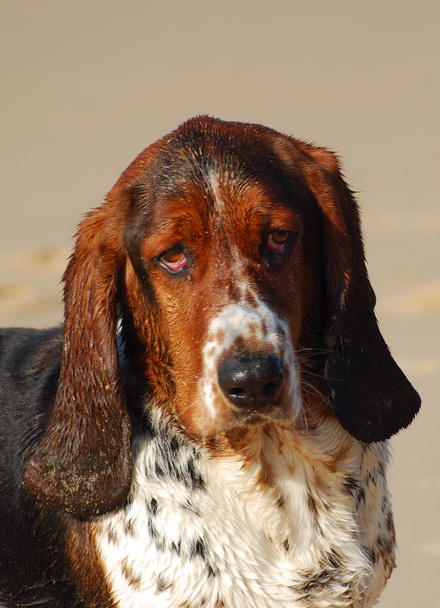 portret Basset hound - Zdjęcie, obraz