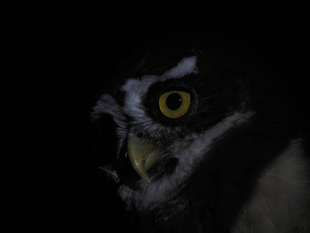 pulsatrix perspicillata brýle sova izolované na černém pozadí zblízka portrét - Fotografie, Obrázek