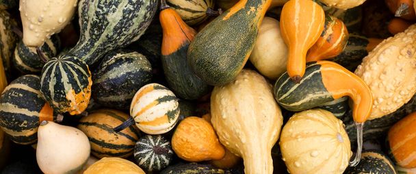 Colorful varieties of pumpkins and squash. Harvest concept. Top view, flat lay. Banner. - Photo, Image