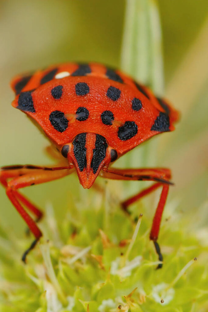 Frontal closeup of a colorful Mediterranean brilliant red shieldbug, Graphosoma semipunctatum, in Southern France - Photo, Image