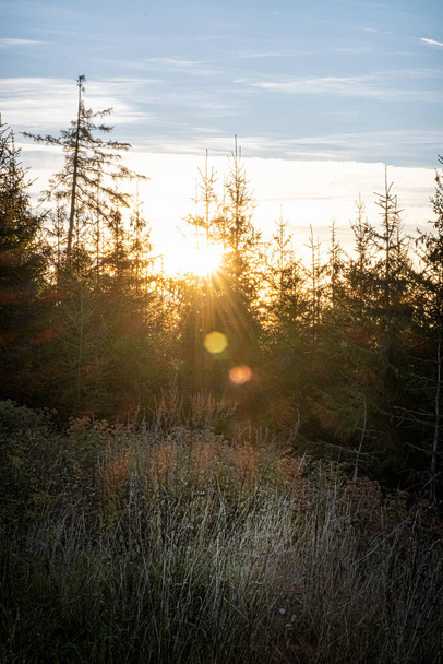 Východ slunce v jehličnatém lese, Vysoké Tatry, Slovenská republika. Turistický motiv. - Fotografie, Obrázek