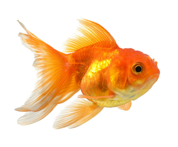 gold fish isolated on white background - Photo, Image