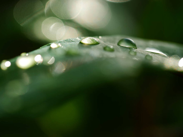 Raindrops on lush green leaf after rainfall macro close up bokeh background selective focus - Photo, Image