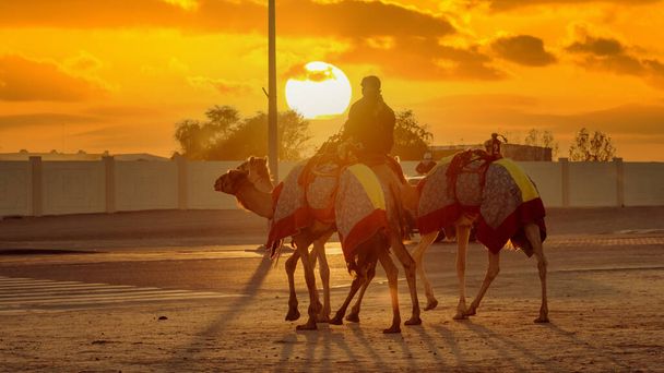 Ash-Shahaniyah, Qatar- 03 mars 2022 : Jockeys prenant les chameaux pour une promenade dans les pistes de course de chameaux à qatar. - Photo, image
