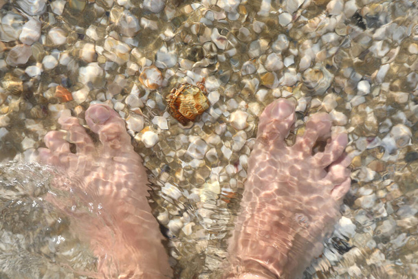 homme pieds nus avec ses pieds dans l'eau de mer au-dessus de nombreux coquillages - Photo, image