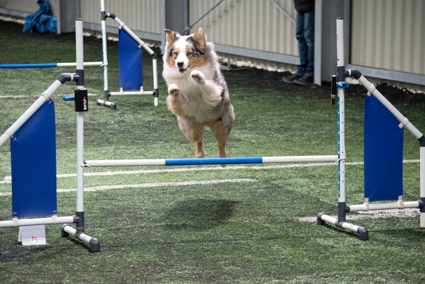 Σκύλοι διαγωνισμό ευκινησία όμορφο σκυλί σε jumping δράση. - Φωτογραφία, εικόνα