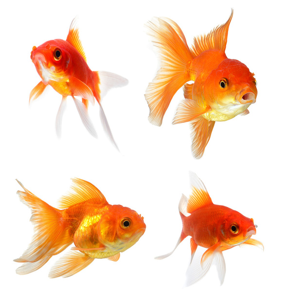  pesce rosso isolato su sfondo bianco - Foto, immagini
