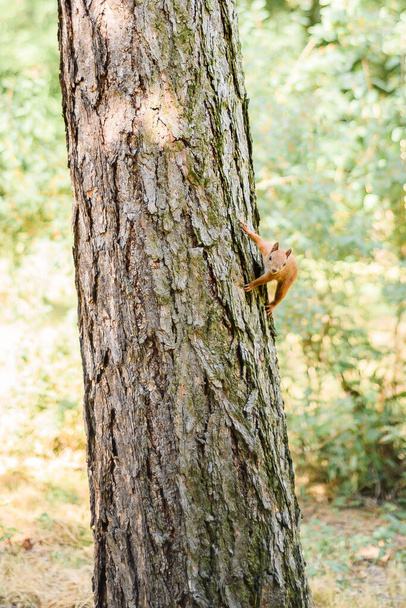 A red squirrel sits in a tree in the woods. The little inquisitive mammal looks through the lens. High quality photo - Foto, immagini