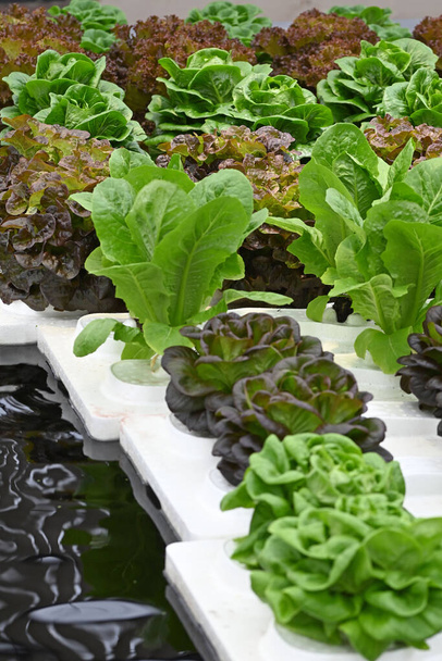 Ortaggi idroponici, coltivati su tavola di schiuma e acqua. Foto di alta qualità - Foto, immagini