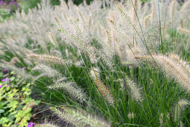 Beautiful Pennisetum grasses in a autumn garden.. High quality photo - Photo, Image