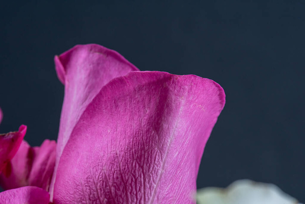 Closeup photo of magenta roses. - Fotografie, Obrázek