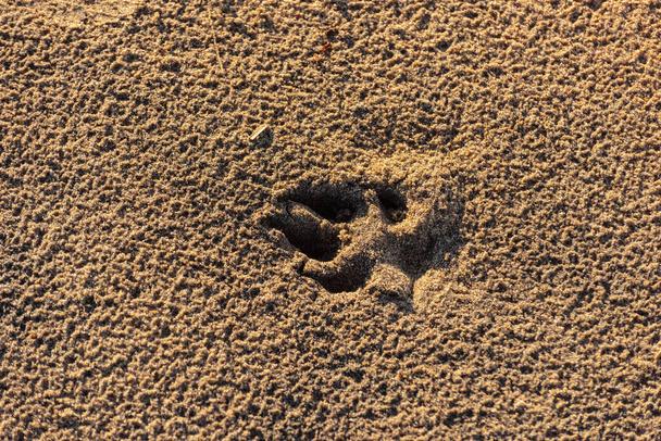 Pista di zampe di cane in sabbia bagnata su una spiaggia. - Foto, immagini
