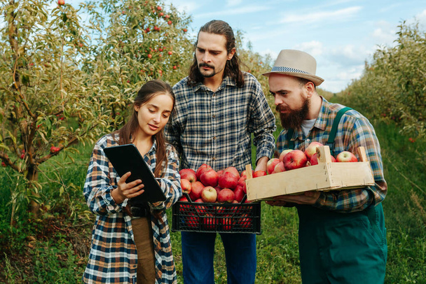 Three young people farmers serious happy harvesting apples smiling girl teaches guys how to handle fruits properly. The family business is going well, farmers are learning how to handle their goods. - Foto, imagen