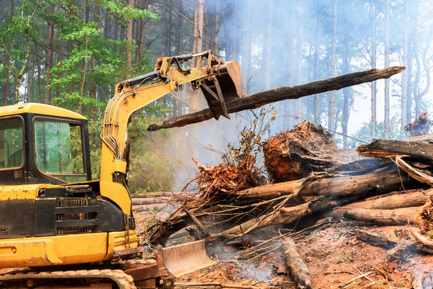 Сжигание выкорчеванных деревьев в рамках процесса подготовки земельных участков для строительства домов - Фото, изображение