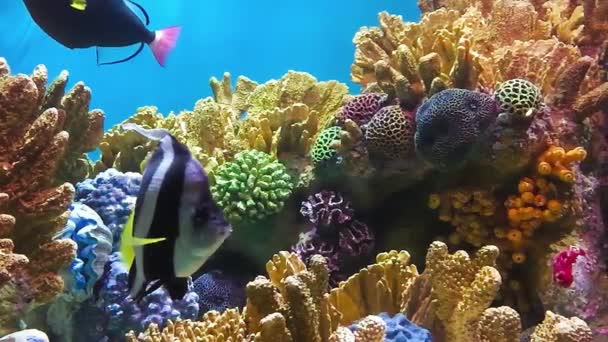 カラフルな魚や海洋生物と深い青色の海で水中サンゴ礁風景広いパノラマ背景. - 映像、動画