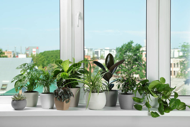 Different beautiful potted houseplants on window sill indoors - Photo, image
