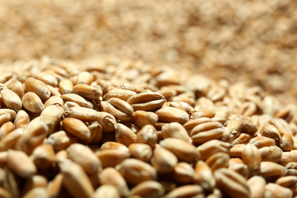 Many wheat grains as background, closeup view - Zdjęcie, obraz