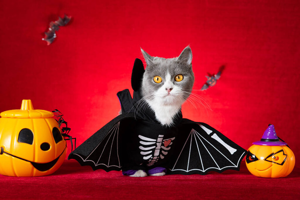 cute british shorthair cat wears Halloween skeleton dress with jack-o-lanterns nearby - Fotó, kép