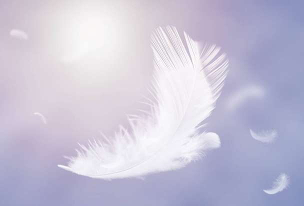 Piume astratte di uccello bianco che galleggiano nel cielo. Piuma di cigno volante - Foto, immagini